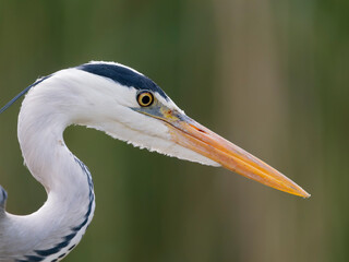 Grey heron, Ardea cinerea