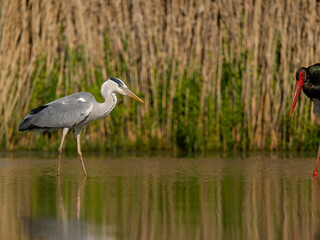 Grey heron, Ardea cinerea