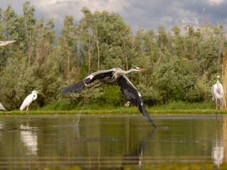 Grey heron, Ardea cinerea