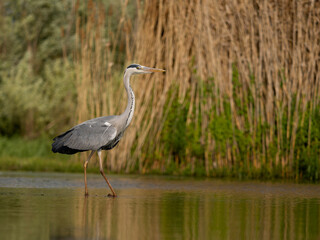 Grey heron, Ardea cinerea