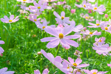 Naklejka premium Field of Pink cosmos flowers blooming in garden,wild pink cosmos flowers in spring day,autumn season.