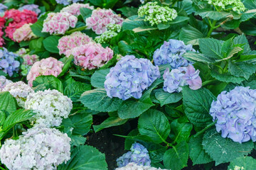 Colorful hydrangea bushes with pink, purple, and blue blooms, surrounded by lush green leaves,Hydrangea macrophylla, Multicolored hydrangea in peak bloom in a garden.