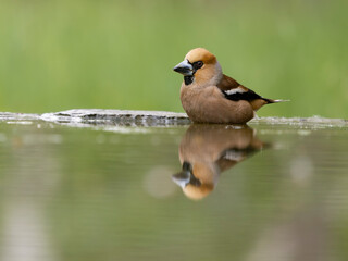 Hawfinch, Coccothraustes coccothraustes