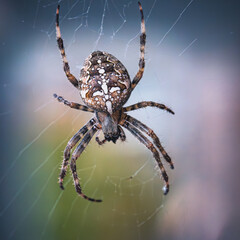 Im zarten Fadengeflecht hängt sie regungslos – eine Kreuzspinne, perfekt getarnt und doch beeindruckend präsent. Ihr kunstvoll gemustertes Abdomen mit dem markanten weißen Kreuz macht sie unverkennbar