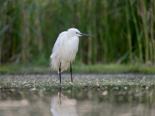 Little egret, Egretta garzetta