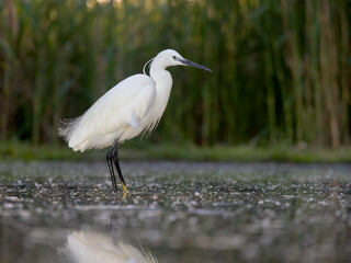 Little egret, Egretta garzetta