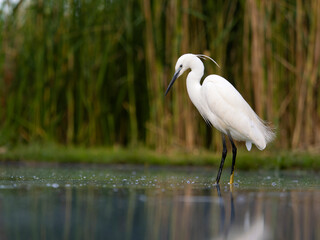 Little egret, Egretta garzetta,