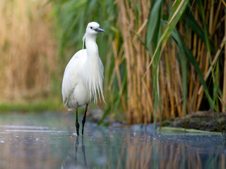 Little egret, Egretta garzetta,