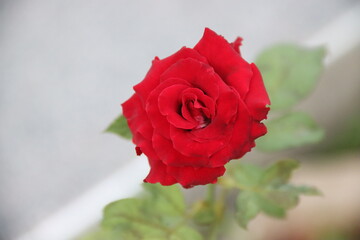 Fototapeta premium red rose with water drops