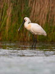 Spoonbill, Platalea leucorodia