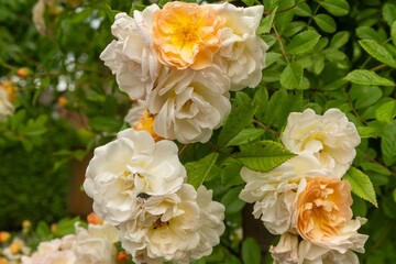 White and orange roses blooming in summer garden