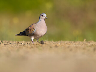 Turtle dove, Streptopelia turtur