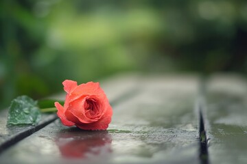 Red Rose on Wet Wooden Bench in Garden with Natural Light