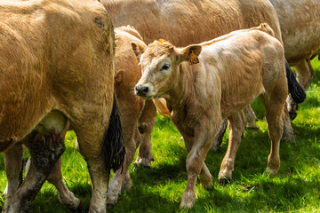 Fototapeta premium cows during the Aubrac transhumance