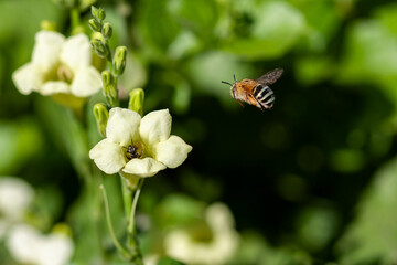 Nerium Oleander flower with bee beautiful and freshness, green and white color 