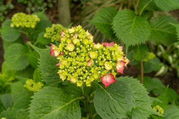 Hydrangea macrophylla showing delicate pink and yellow petals growing in garden