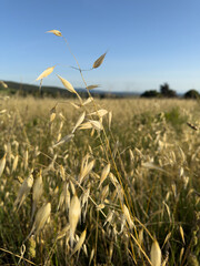 Obraz premium Close-up wild grass under blue sky capturing essence of summer nature