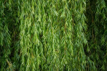 Weeping willow branches gently swaying in the breeze creating a tranquil natural curtain