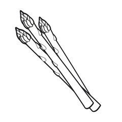 hand drawn vector illustration of an asparagus. 