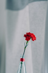 一輪のカーネーション