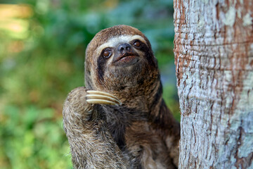a sloth bear moves through the dense rainforest of Pacaya Samiria, a rare glimpse of elusive life in the heart of the Peruvian Amazon. Loreto Peru.