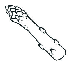hand drawn vector illustration of asparagus. Drawing