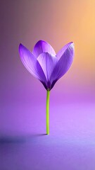 Single Purple Crocus Flower on Gradient Background