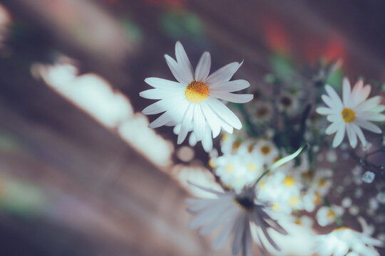 Daisies, baby&rsquo;s breath, and matricaria flowers in soft light with dreamy bokeh