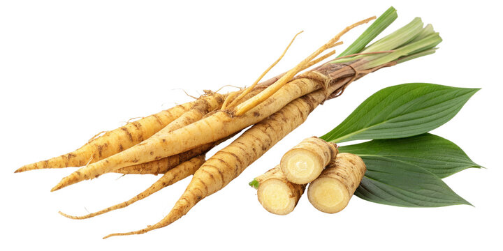 Fresh Eleuthero Root Bunch with Leaves, Isolated on Transparent Background, Herbal Medicine, Eleutherococcus senticosus, herb, plant, root