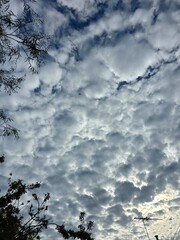 Dramatic cloudy sky with textured altocumulus cloud patterns and silhouetted tree branches, natural background ideal for weather, nature, and atmospheric stock photography