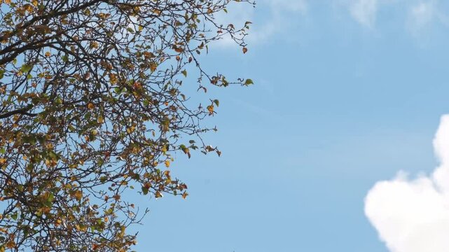 Autumn coloured tree swaying on a windy day with cumulus clouds racing in a blue sky