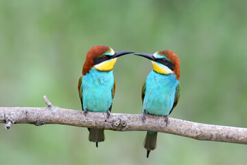 A pair of bee-eaters (Merops apiaster) in breeding plumage, taken close-up against a blurred unusual background