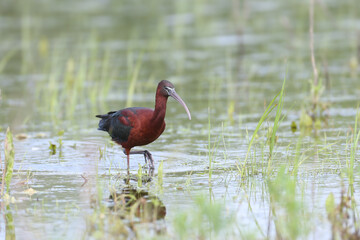Adult glossy ibis (Plegadis falcinellus) photographed in their natural habitat feeding on the shore of a pond. Close-up detailed photos of the birds
