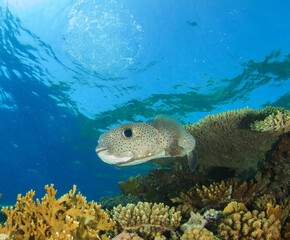A puffer fish watches calmly over the hard coral reef.