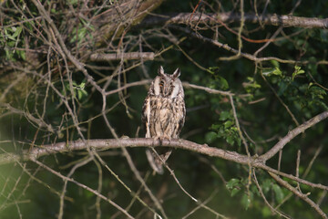 An adult long-eared owl (Asio otus) perched on a curved tree branch in its natural habitat among dense branches