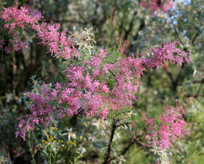Flowering tamarisk bush (Tamarisk gallica) filmed in dense forest surrounded by trees