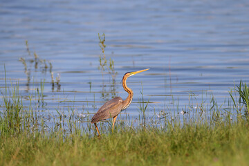 A young purple heron (Ardea purpurea) is filmed close-up walking along the shore of a blue lake in search of food