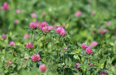 A bush of red clover (Trifolium pratense) shot close-up surrounded by fresh green grass