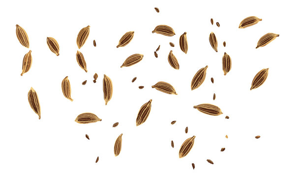 Isolated cumin seeds on white, top view, spice herb, seasoning, cooking, organic, vector illustration, culinary, natural flavor, kitchen, aromatic.