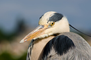 grey heron on the blurred background close-up	