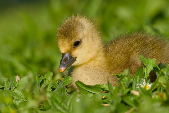greylag gosling is lying on the green meadow close-up	