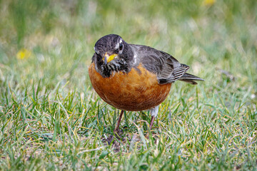 American robin looking straight in the camera as if it was saying hello.