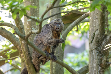 A female of white-faced saki monkey sitting in the tree and eating a leaf in a zoo.
