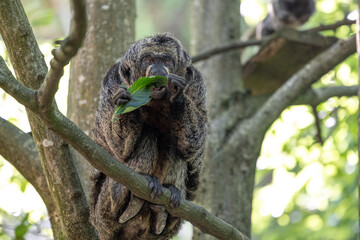 A female of white-faced saki monkey sitting in the tree and eating a leaf in a zoo.
