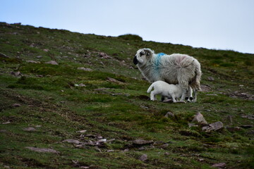 Sheep and lamb in Knockmealdown Mountains, Co. Tipperary, Co. Waterford, Ireland