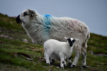 Sheep and lamb in Knockmealdown Mountains, Co. Tipperary, Co. Waterford, Ireland