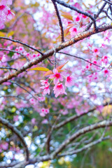 Sakura tree in garden and sky,mountain landscape,Cherry Blossoms,sakura japan tree,morning light in winter season.