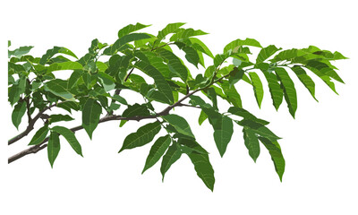 Tree of heaven Ailanthus altissima branch with leaves, isolated on white, botanical vector, nature artwork, environmental illustration, foliage design, sustainable art.