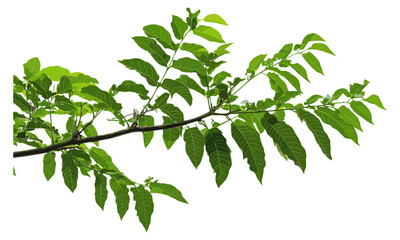 Ailanthus altissima tree of heaven young branch with leaves isolated on white, botanical illustration, natural foliage, leaves vector, plant art, eco-friendly design, nature concept. © aura studio