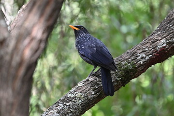 blue whistling thrush on the branch